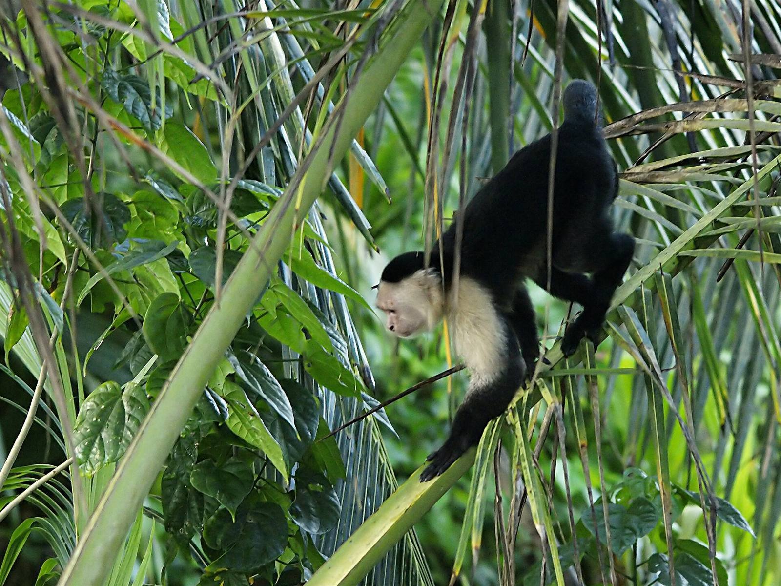 Monkeys, sloths and wildlife
